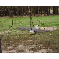 Taubenschreck Falke fliegend