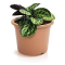 Prosperplast Blumentopf PLASTICA Terrakotta 9 cm